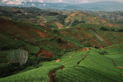 Scenic view of agricultural field