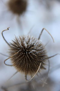 Close-up of dried plant