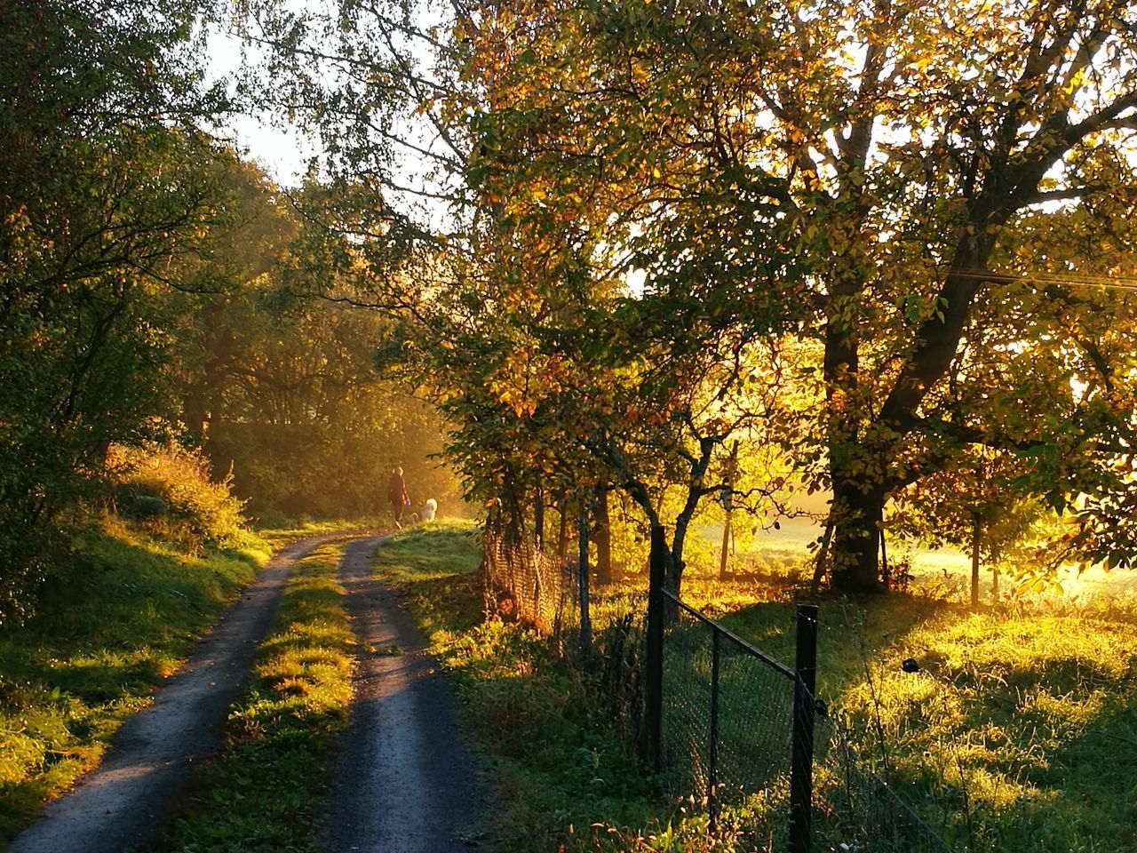 ROAD AMIDST AUTUMN TREES