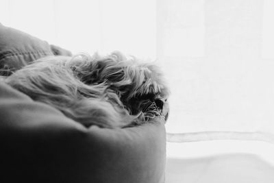 Dog relaxing on bed at home