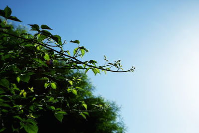 Low angle view of trees against clear blue sky