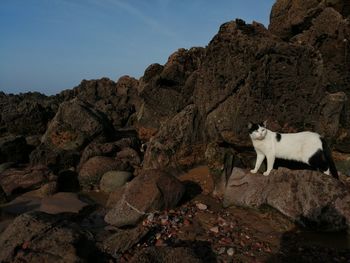 Cat sitting on rock