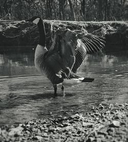 High angle view of gray heron by river