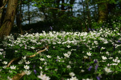 Close-up of flowering plants on land