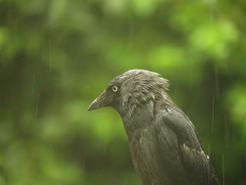 Close-up of bird