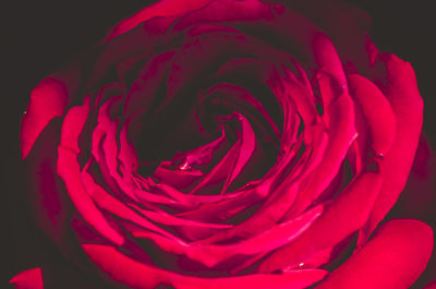Close-up of red rose