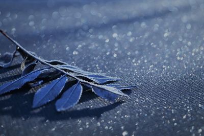 Close-up of wet frozen leaf during winter