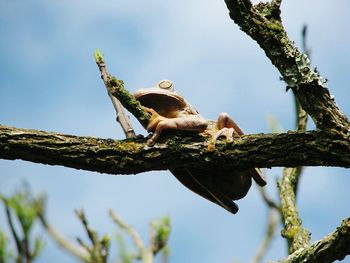 Low angle view of frog on tree against sky during sunny day