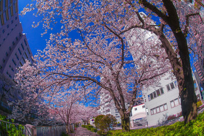 Low angle view of flowering tree by building against sky