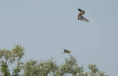 Low angle view of birds flying against the sky