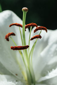 Close-up of red lily on plant