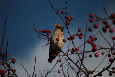 Low angle view of berries on tree against sky