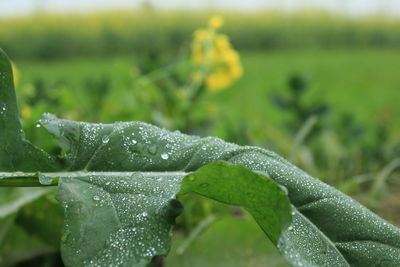 Close-up of raindrops on leaves