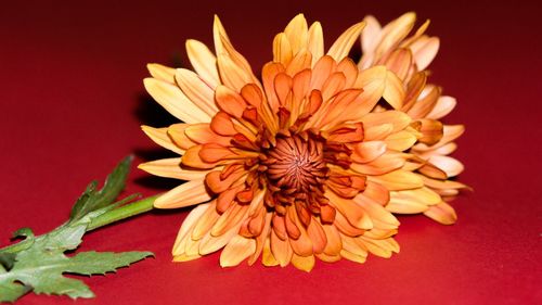 Close-up of red flower