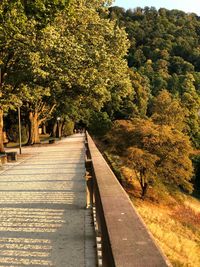 Empty road along trees in park during autumn