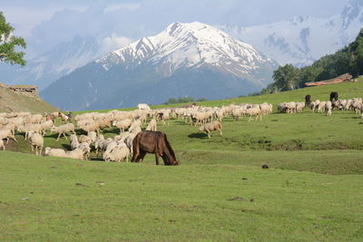 Panoramic view of people on field against mountains