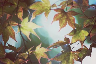 Low angle view of maple tree against sky