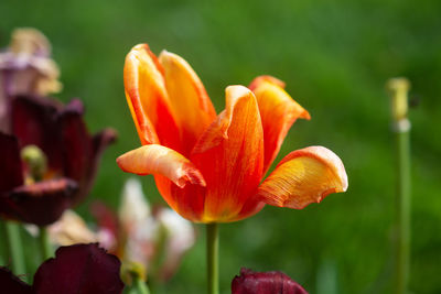 Close-up of orange lily blooming outdoors