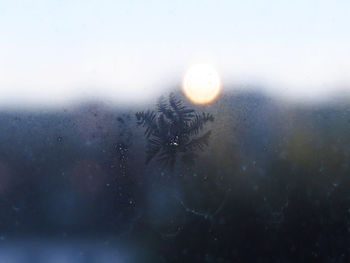 Close-up of jellyfish seen through glass window