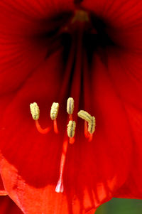 Close-up of red flower