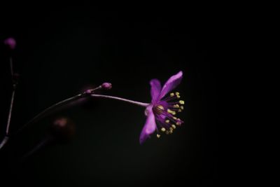 Close-up of flower over black background