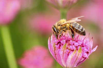 Close-up of honey bee on pink flower