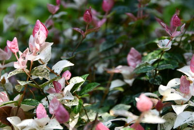 Close-up of pink flowering plants