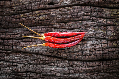 Close-up of red chili peppers on tree