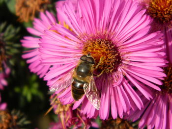 Close-up of bee on purple flower