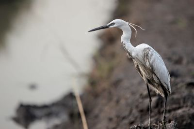 View of gray heron perching on land