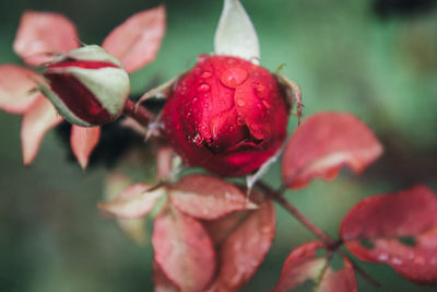 Close-up of red rose plant