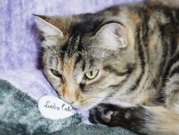 Close-up portrait of cat