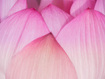 Full frame shot of pink lotus water lily