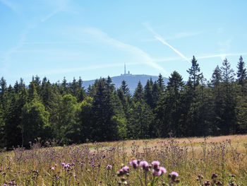 Scenic view of flowering trees on field against sky