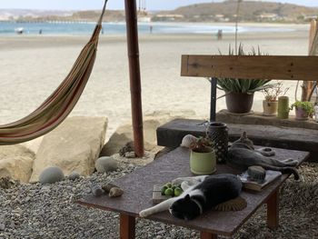 View of an animal on beach