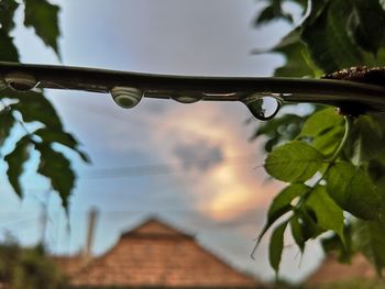 Low angle view of plant against sky