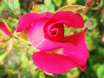 Close-up of pink rose