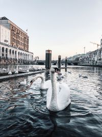 Swan swimming in canal against clear sky