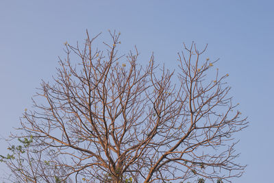 Low angle view of bare tree against clear blue sky