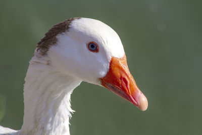 Close-up of swan