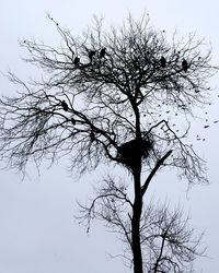 Low angle view of bird perching on tree against sky