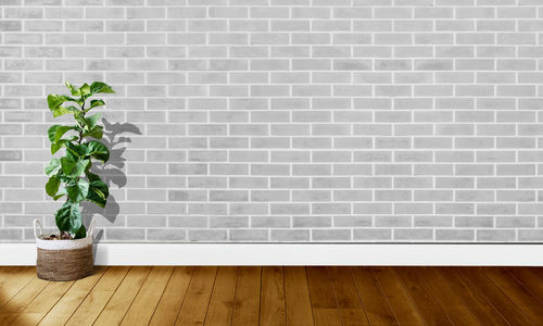View of potted plants on wooden wall