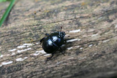 Close-up of insect