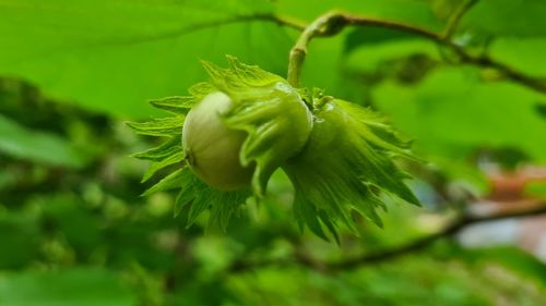 Close-up of flowering plant