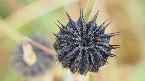 Close-up of flower