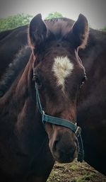 Close-up of horse standing outdoors