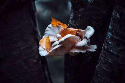 Close-up of mushroom growing on tree trunk during winter