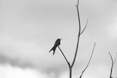 Low angle view of bird perching on tree against sky