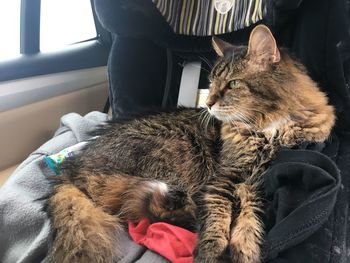 Close-up of a cat resting