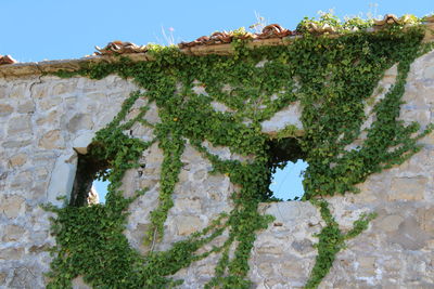 Ivy growing on stone wall of old building